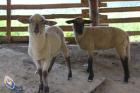 Penzion  Javorina Fotogal�ria
